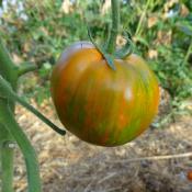 Plant Tomate Ancienne Black Zebra bio