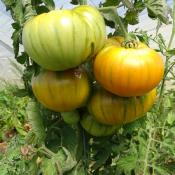 Plant Tomate Green Zebra Maraicher bio