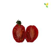 Plant Tomate Cerise Prune Rouge bio (Precommande)