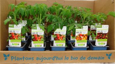 PLTOJ2| Mélange de 3 variétés plants tomate Cerises Bio