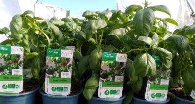 PLBAJ2 | 15 plants basilic Grand Vert Bio | Cooperative CABSO