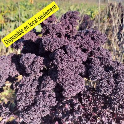 Plant Chou Kale rouge Bio - Barquette de 10 plants