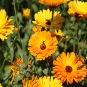 Plant Soucis du Jardin (Calendula)