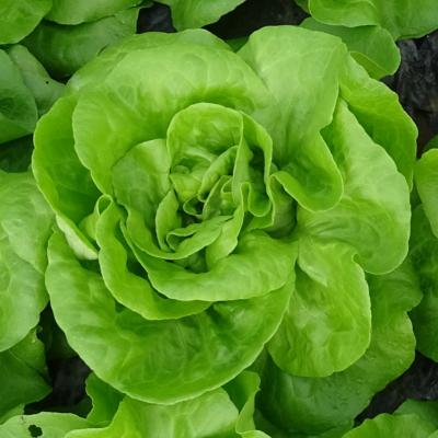 Plant Laitue Blonde Aroa Bio - Gamme Pro- Caisse 120 Mottes