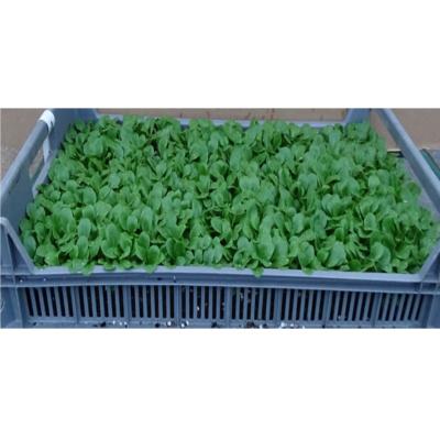 Plant Mâche Trophy Bio - Gamme Pro - Caisse 120 Mottes