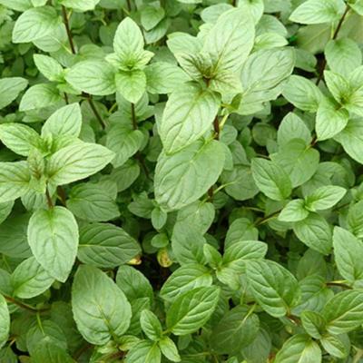 Plant Menthe Poivrée Bio (Precommande)