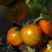 Plant Tomate Ancienne Black Zebra bio (Precommande)