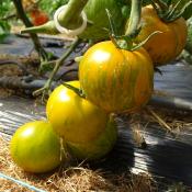 Plant Tomate Ancienne Green Zebra bio (Precommande)