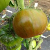Plant Tomate Ancienne Noire du Tula bio