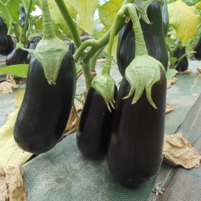 Plant d'aubergine violette Black Gem F1 Maraicher bio