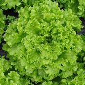 Plant Batavia Blonde Parabella Bio - Gamme Pro- Caisse 120 Mottes