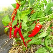 Plant Piment Doux des Landes bio (Precommande]