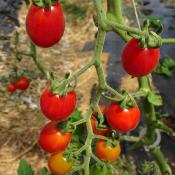 Plant Tomate Cerise Rouge Maraicher bio