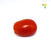 Plant Tomate Ancienne Roma bio | Magasin Pro