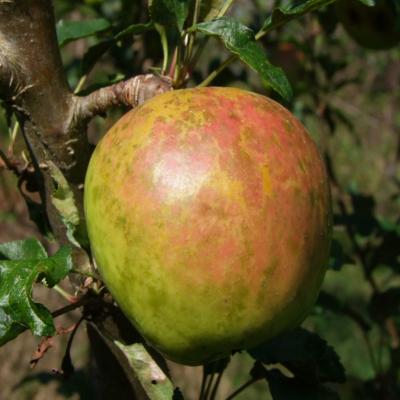 Arbre Pommier Reinette Marbrée bio porte greffe franc