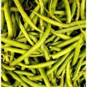 Plant haricot Pongo bio