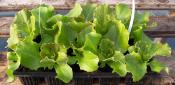 PLSAJ1 | Panache de plants salades bio - Cooperative CABSO