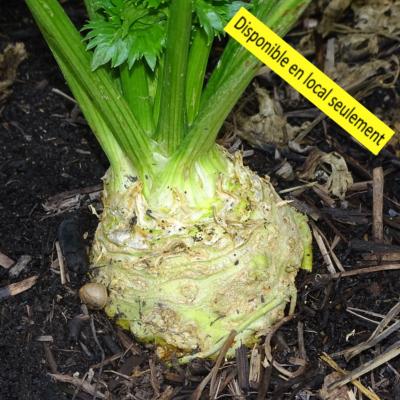 Plant Céleri Rave Bio - Barquette de 10 mottes