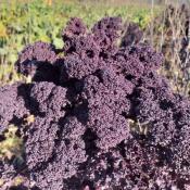 Plant Chou Kale rouge Bio - Vendu à unité