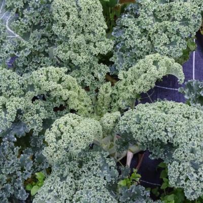Plant Chou Kale vert Bio - Barquette de 10 plants (Precommande]