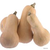 Plant de courge Butternut Musquée bio (Precommande)