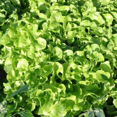 Plant Feuille de chêne blonde Bio - Barquette de 10 mottes | Magasin Pro