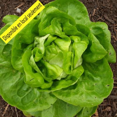 Plant Laitue blonde Bio - Barquette de 10 mottes