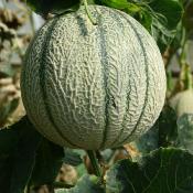 Plant melon Charentais Précoce du Roc Maraicher Bio