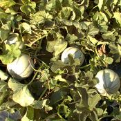 Plant melon Charentais Veille de France Bio (Precommande]