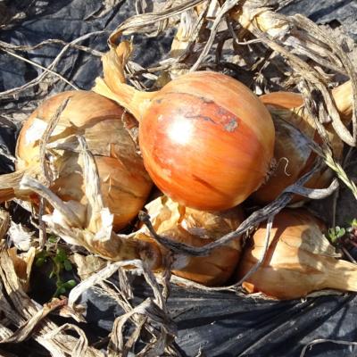 Plant Oignon Jaune Stutgart Bio - Gamme Pro - Caisse 120 Mottes