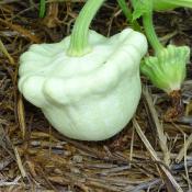 Plant de courge Patisson bio (Precommande)