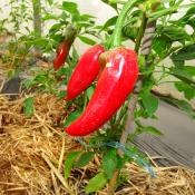 Plant piment Basque (Gorria) Maraicher  bio