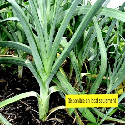 Plant poireau d'automne Bio - Barquette de 10 mottes