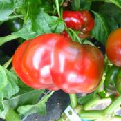 Plant Poivron Tomate rouge Maraicher bio