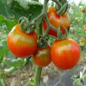 Plant Tomate Cerise Miel de Mexique bio (Precommande)