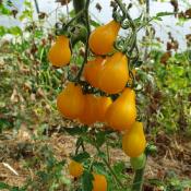 Plant Tomate cerise Poire Jaune bio | Magasin Pro