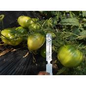 Plant Tomate Cuor di Bue (Coeur de Boeuf) Rouge bio