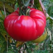 Plant Tomate Ancienne Gregori Alta Maraicher bio