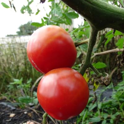 Plant Tomate Rose de Berne Maraicher bio