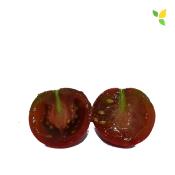 Plant Tomate Cerise Noire bio (Precommande)