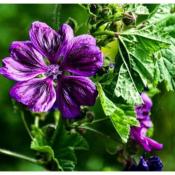 Plant de Mauve de Mauritanie Bio