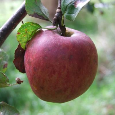 Arbre Pommier Banane bio porte greffe franc