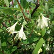 Plante Baie de Mai (Honeyberry) Bio