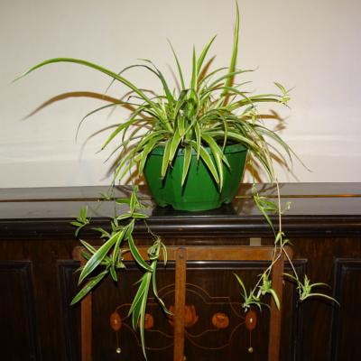 Plante d'araignée - chlorophytum comosum Bio (Vendu à l'unité)