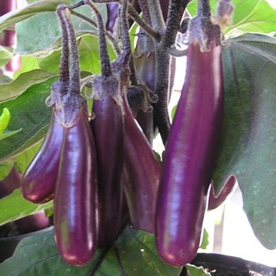 Plant d'aubergine Slim Jim bio (Precommande)