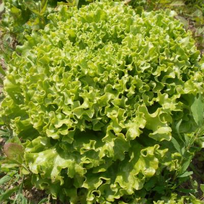 Plant Batavia Blonde Bio - Barquette de 10 mottes (Precommande]