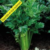 Plant Céleri Branche Bio - Barquette de 10 mottes