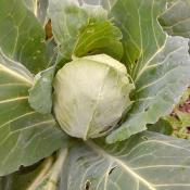 Plant Chou Cabus blanc Bio - Vendu  l'unit
