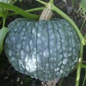 Plant de courge Marina di Chioggia bio (Precommande)