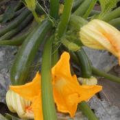 Plant de courgette verte Zuboda bio (Precommande]